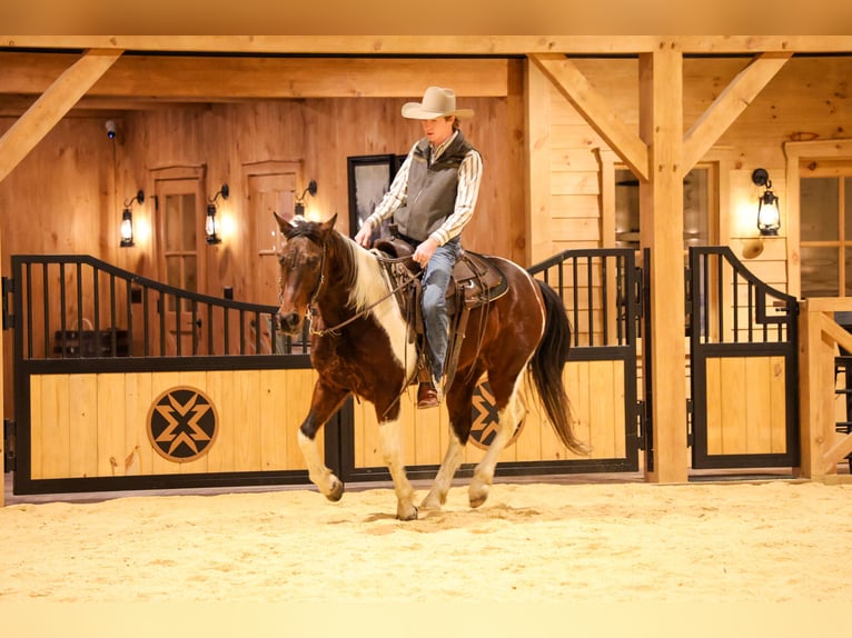 American Paint Horse Hongre 4 Ans 147 cm Bai cerise in Needmore