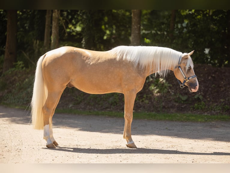 American Paint Horse Hongre 4 Ans 147 cm Palomino in Küps