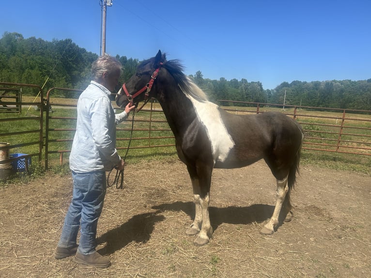 American Paint Horse Hongre 4 Ans 147 cm Pinto in Manchester, Tennessee
