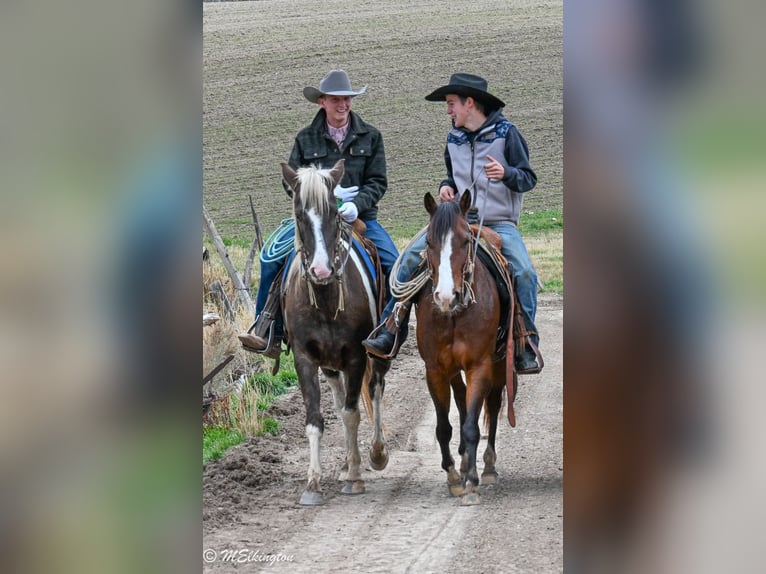 American Paint Horse Hongre 4 Ans 147 cm Pinto in Rigby