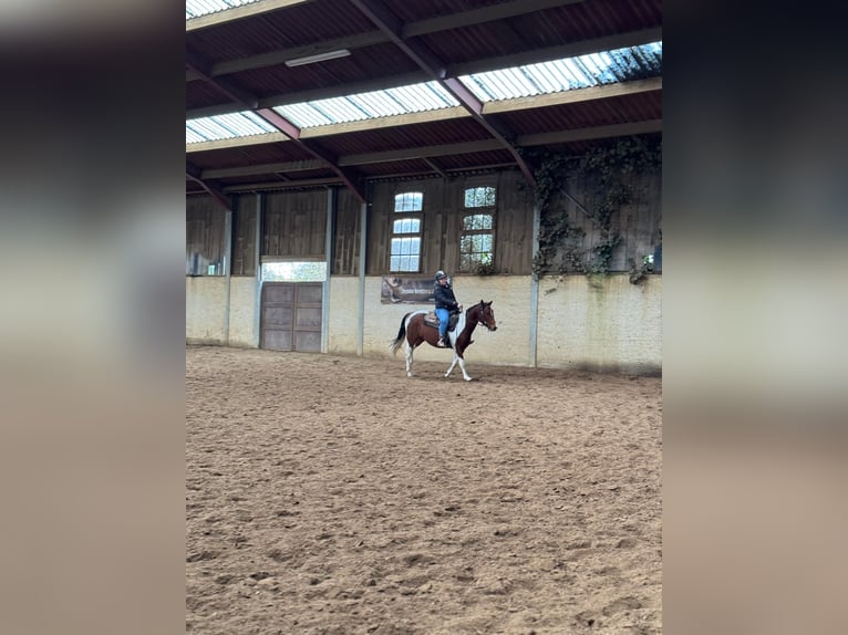 American Paint Horse Hongre 4 Ans 148 cm Pinto in Oosterwolde