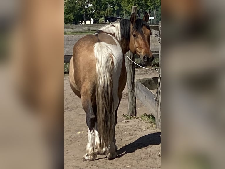 American Paint Horse Croisé Hongre 4 Ans 149 cm Tobiano-toutes couleurs in Oberkrämer