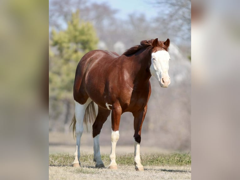 American Paint Horse Hongre 4 Ans 150 cm Alezan cuivré in Athens
