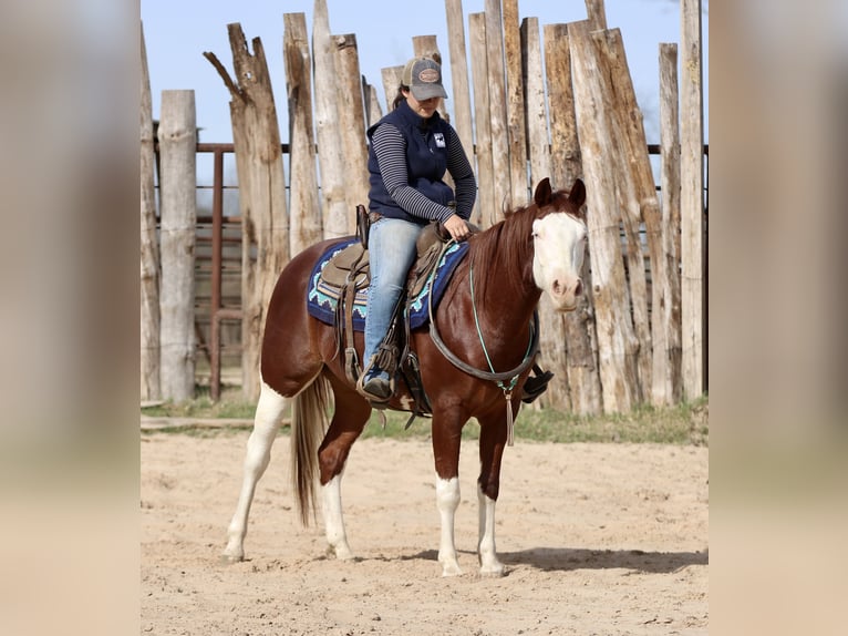 American Paint Horse Hongre 4 Ans 150 cm Alezan cuivré in Athens