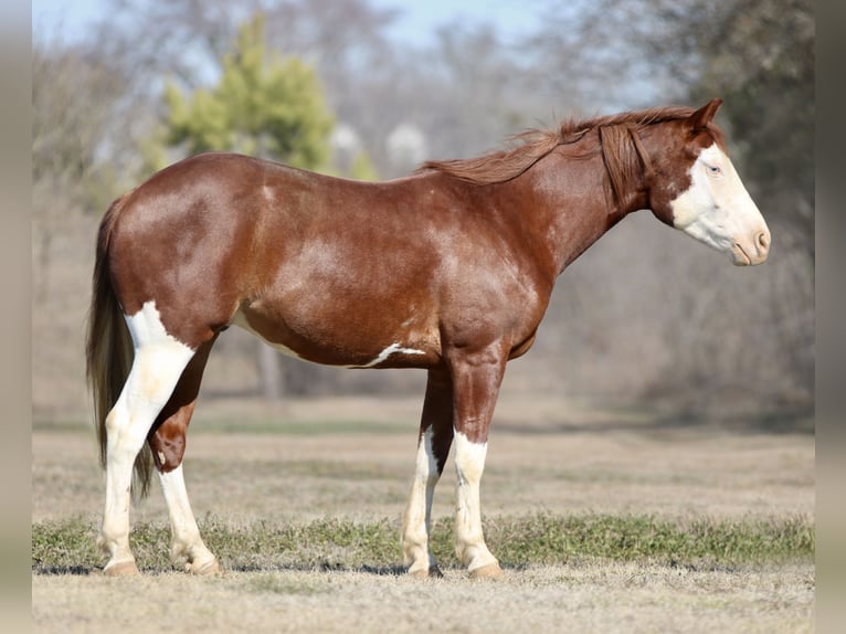 American Paint Horse Hongre 4 Ans 150 cm Alezan cuivré in Athens
