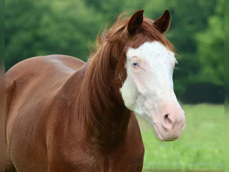 American Paint Horse Hongre 4 Ans 150 cm Alezan cuivré in Athens