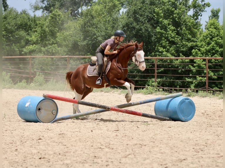 American Paint Horse Hongre 4 Ans 150 cm Alezan cuivré in Athens