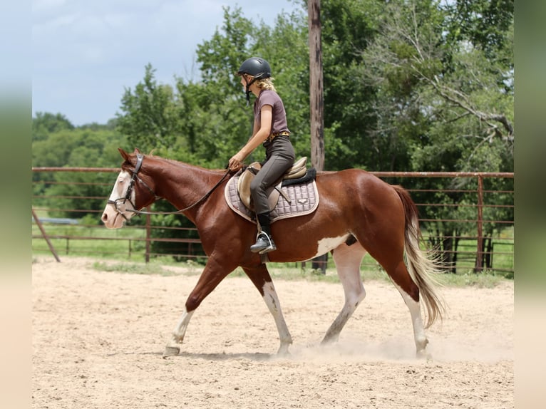 American Paint Horse Hongre 4 Ans 150 cm Alezan cuivré in Athens