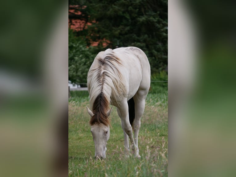 American Paint Horse Hongre 4 Ans 150 cm Champagne in Bremervörde