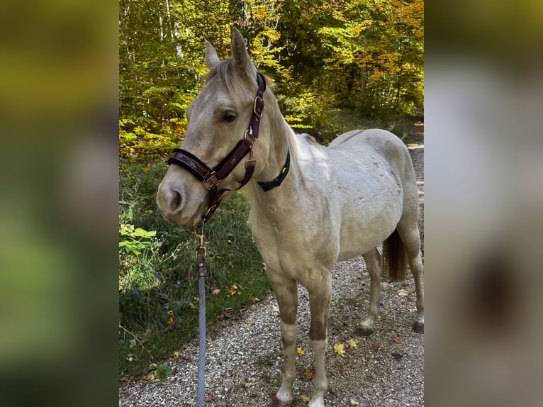 American Paint Horse Hongre 4 Ans 150 cm Champagne in Trochtelfingen