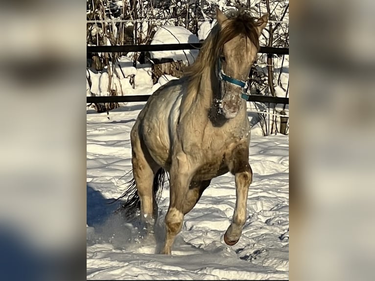 American Paint Horse Hongre 4 Ans 150 cm Champagne in Trochtelfingen