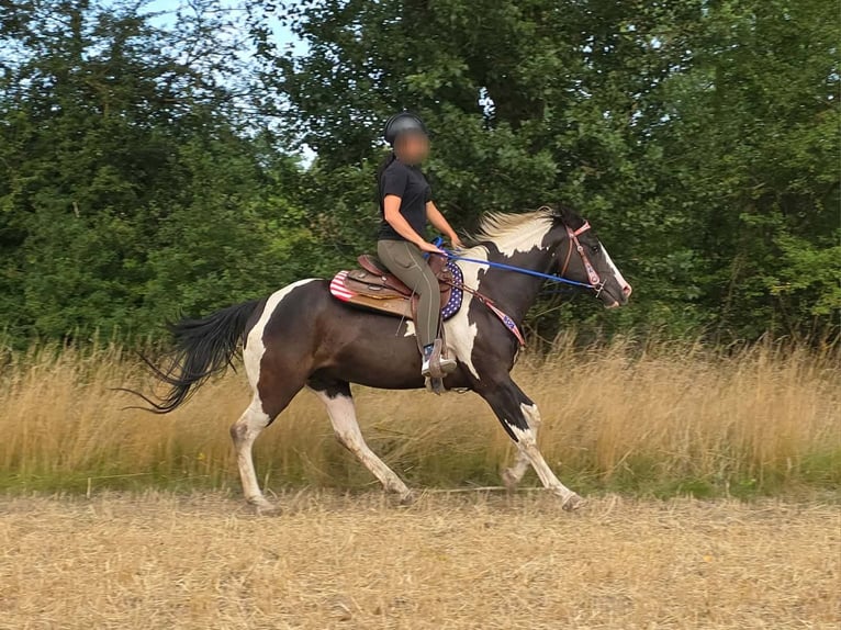 American Paint Horse Hongre 4 Ans 150 cm Pinto in Linkenbach