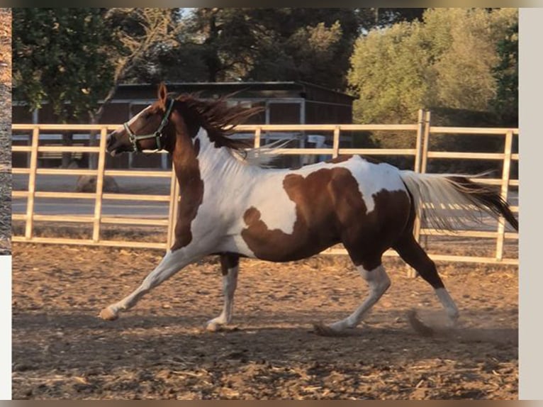 American Paint Horse Hongre 4 Ans 150 cm Tobiano-toutes couleurs in Algaida