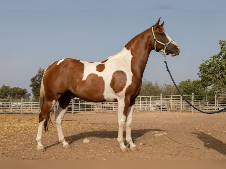 American Paint Horse Hongre 4 Ans 150 cm Tobiano-toutes couleurs in Algaida