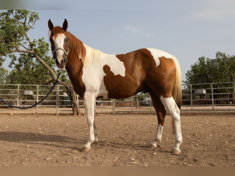 American Paint Horse Hongre 4 Ans 150 cm Tobiano-toutes couleurs in Algaida
