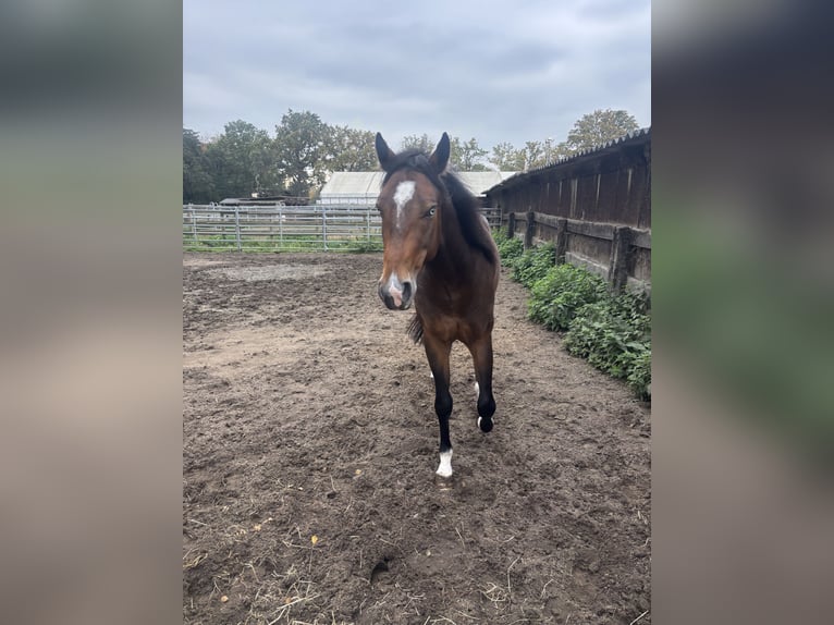 American Paint Horse Hongre 4 Ans 151 cm Bai brun in Geel