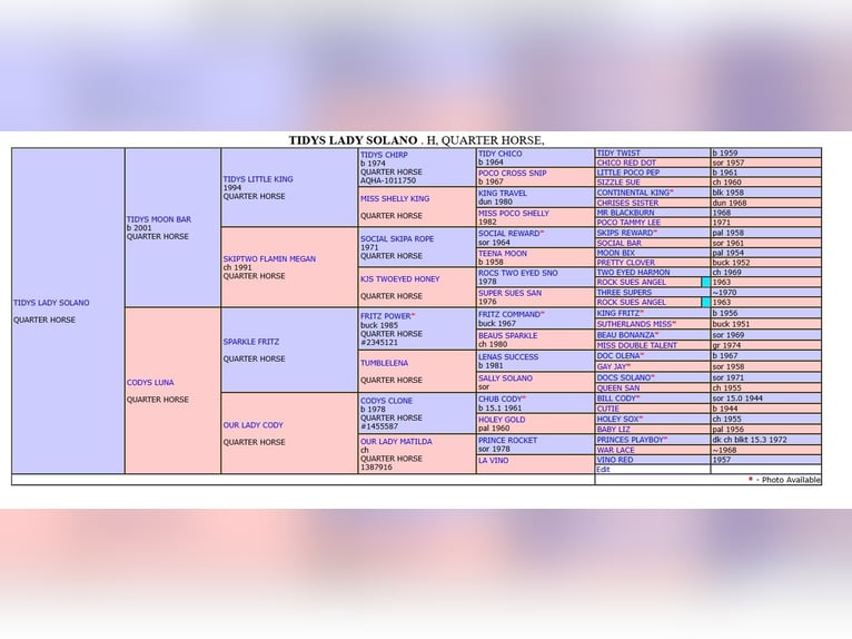 American Paint Horse Hongre 4 Ans 151 cm in Plau am See