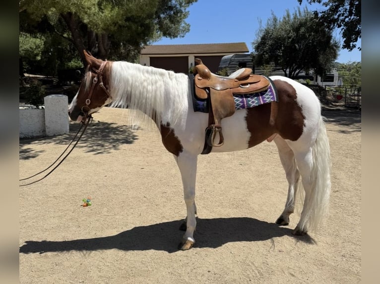 American Paint Horse Hongre 4 Ans 152 cm Overo-toutes couleurs in Murrieta
