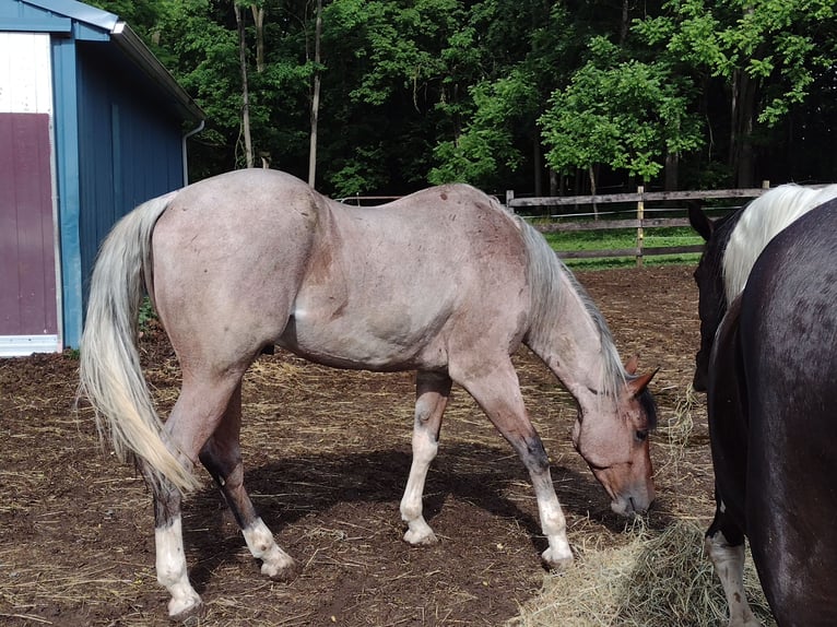 American Paint Horse Hongre 4 Ans 152 cm Roan-Bay in Carlisle, Pa