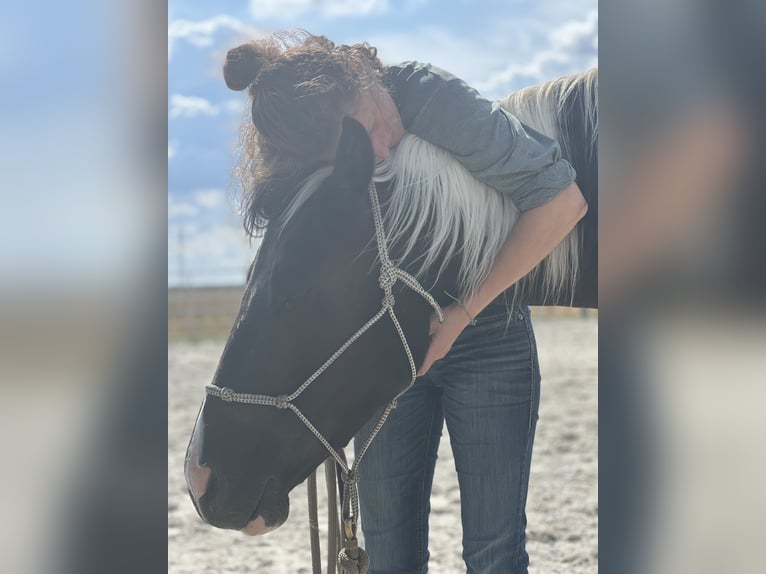 American Paint Horse Hongre 4 Ans 152 cm Tobiano-toutes couleurs in Asendorf