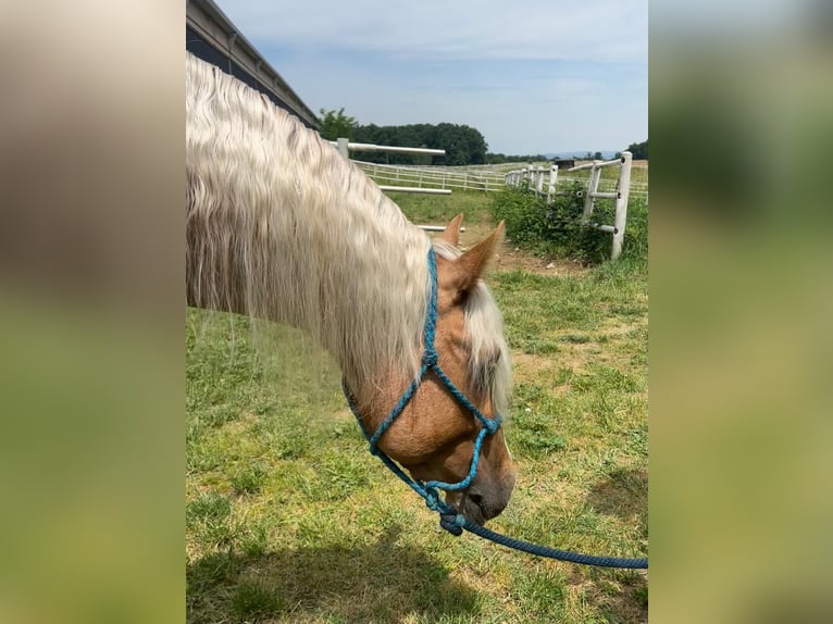 American Paint Horse Hongre 4 Ans 153 cm Palomino in Croci Di Calenzano
