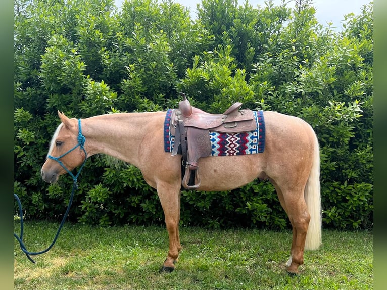 American Paint Horse Hongre 4 Ans 153 cm Palomino in Croci Di Calenzano