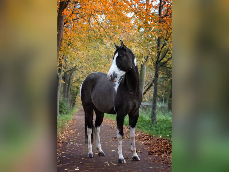 American Paint Horse Hongre 4 Ans 155 cm Grullo in Amsterdam