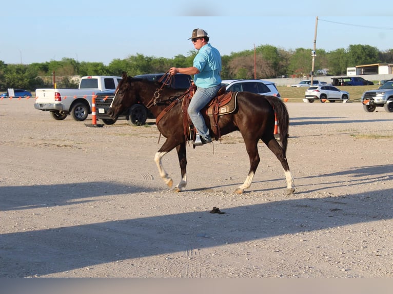American Paint Horse Hongre 4 Ans 155 cm Noir in Poolville