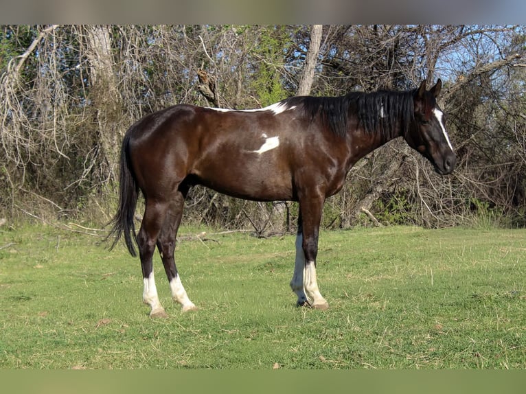 American Paint Horse Hongre 4 Ans 155 cm Noir in Poolville