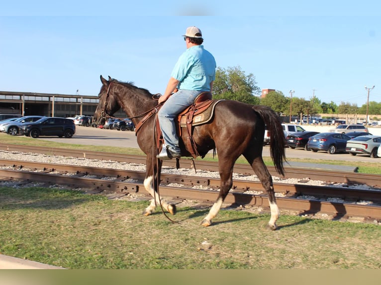 American Paint Horse Hongre 4 Ans 155 cm Noir in Poolville