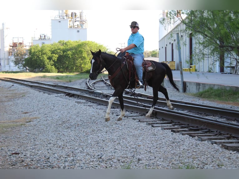 American Paint Horse Hongre 4 Ans 155 cm Noir in Poolville