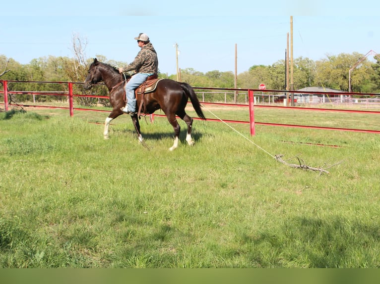 American Paint Horse Hongre 4 Ans 155 cm Noir in Poolville
