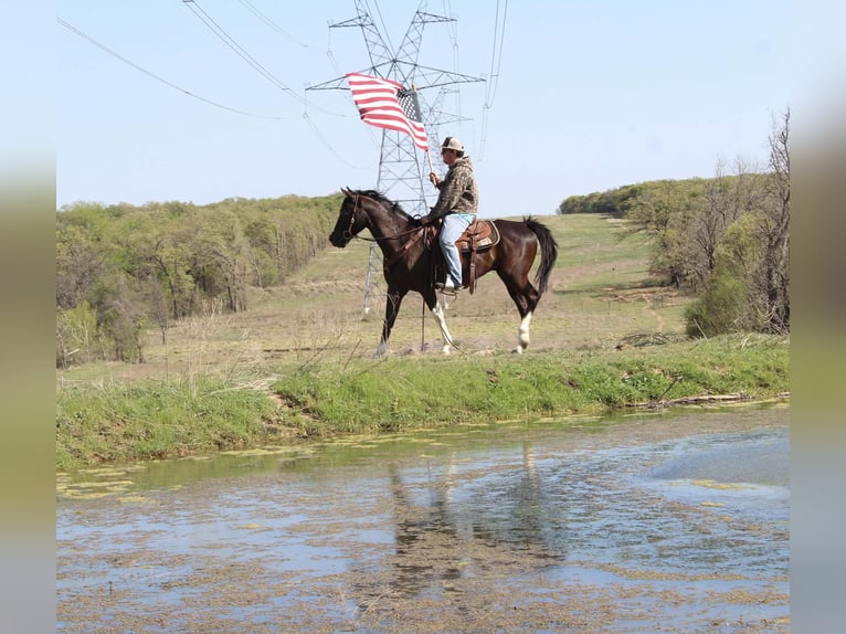 American Paint Horse Hongre 4 Ans 155 cm Noir in Poolville