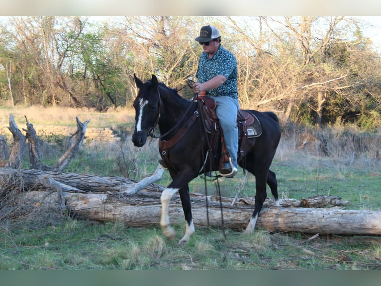 American Paint Horse Hongre 4 Ans 155 cm Noir in Poolville