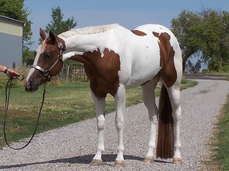 American Paint Horse Hongre 4 Ans 155 cm Pinto in Saint Anthony