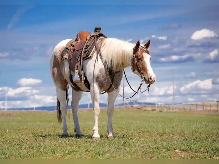 American Paint Horse Hongre 4 Ans 155 cm Pinto in Saint Anthony