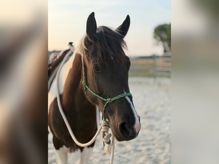 American Paint Horse Hongre 4 Ans 155 cm Tobiano-toutes couleurs in Asendorf