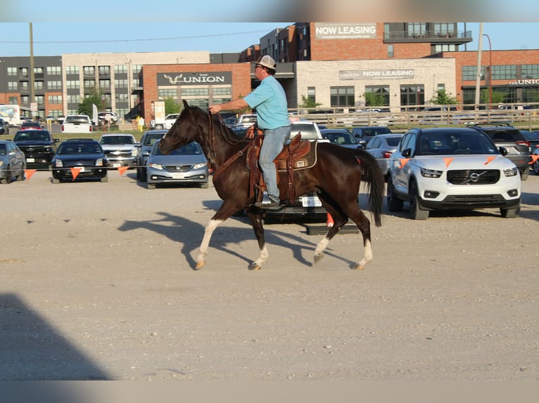 American Paint Horse Hongre 4 Ans 155 cm Tobiano-toutes couleurs in Poolville
