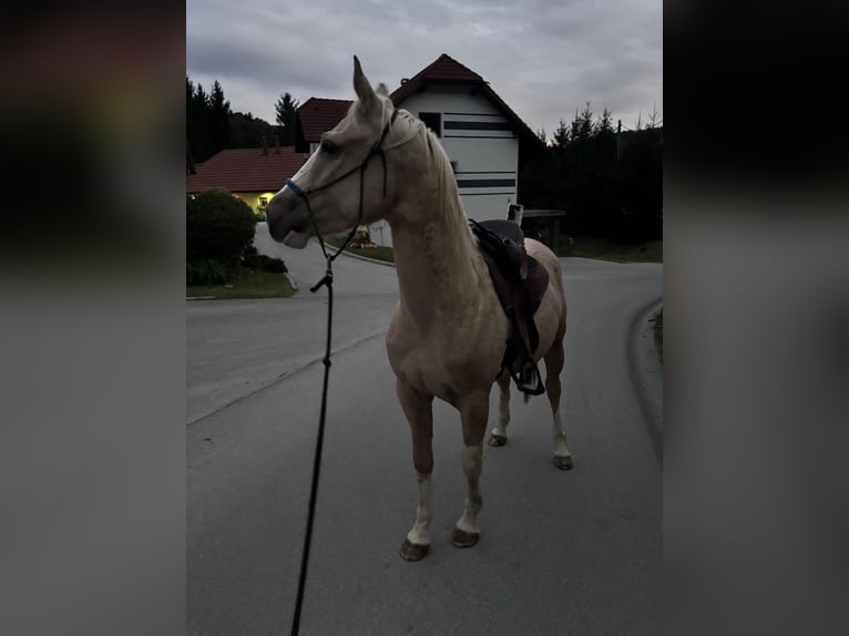 American Paint Horse Croisé Hongre 4 Ans 156 cm Palomino in Podplat