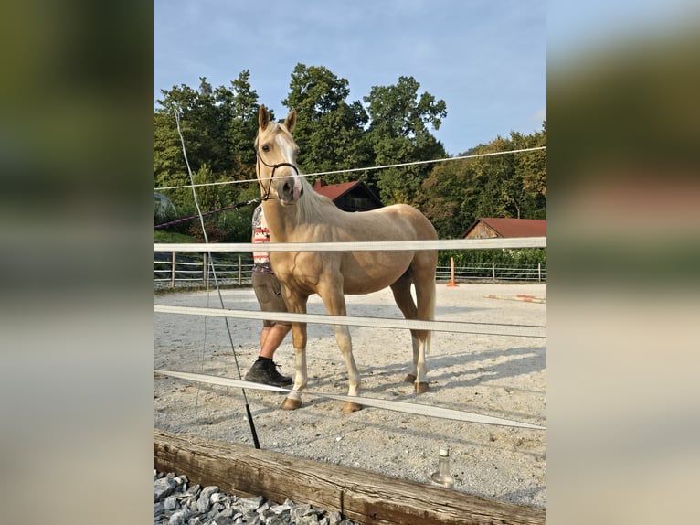American Paint Horse Croisé Hongre 4 Ans 156 cm Palomino in Podplat