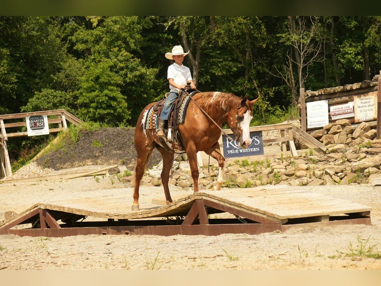 American Paint Horse Hongre 4 Ans 157 cm Alezan cuivré in Fresno