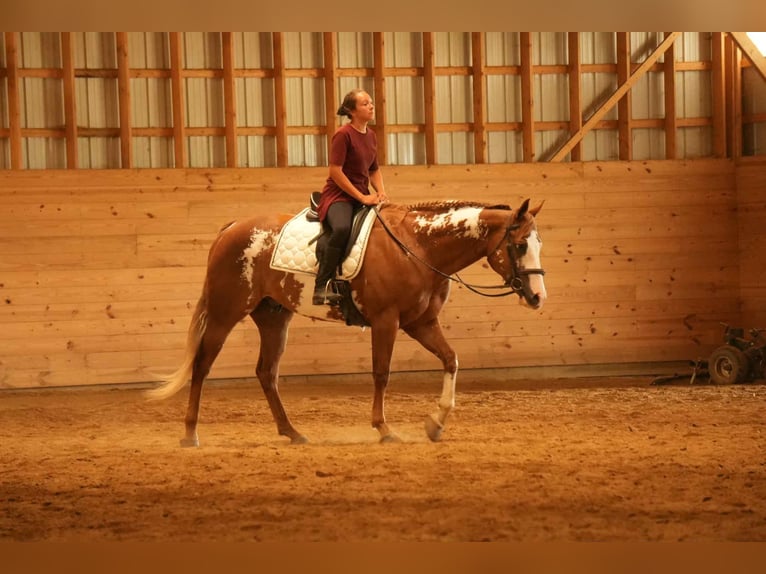 American Paint Horse Hongre 4 Ans 157 cm Alezan cuivré in Fresno