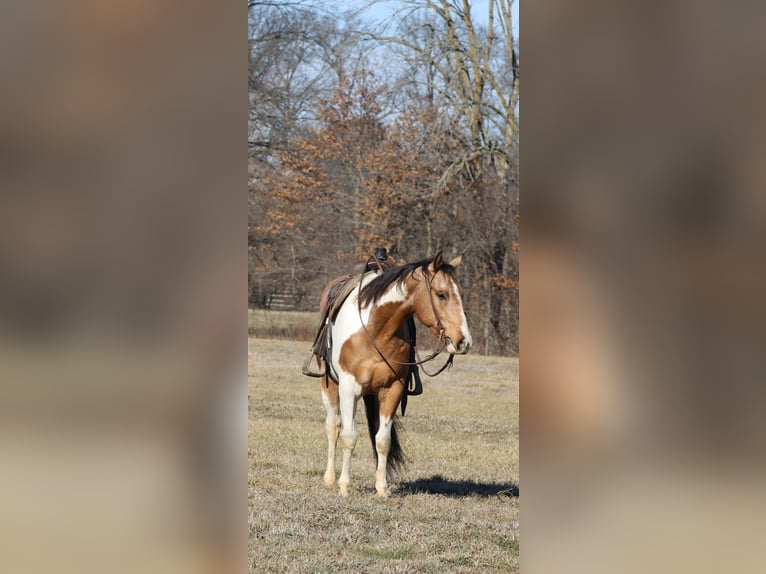American Paint Horse Hongre 4 Ans 157 cm Pinto in Brownstown