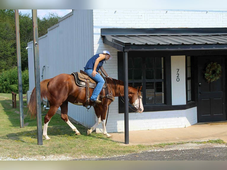 American Paint Horse Hongre 4 Ans 160 cm Alezan brûlé in rusk TX