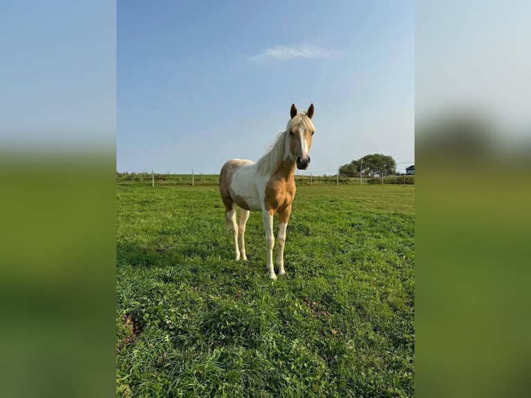 American Paint Horse Hongre 4 Ans 163 cm Palomino in Bolton