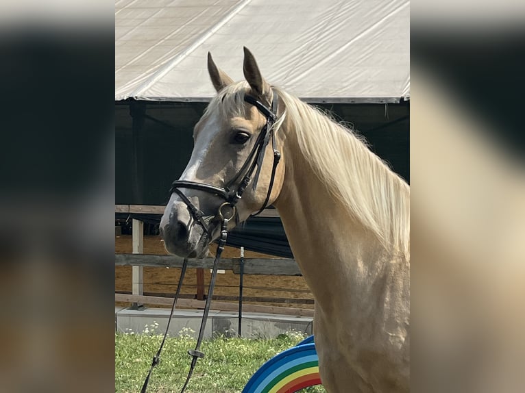 American Paint Horse Hongre 4 Ans 165 cm Palomino in Ursensollen