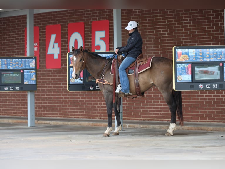 American Paint Horse Hongre 4 Ans Buckskin in Ripley
