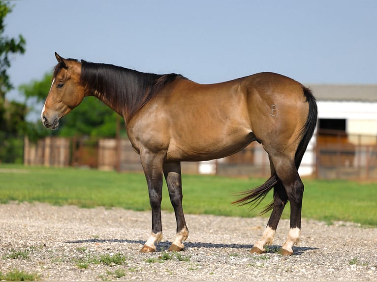 American Paint Horse Hongre 4 Ans Buckskin in Ripley