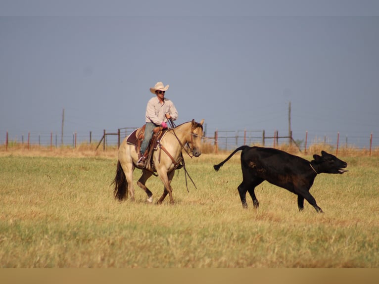 American Paint Horse Hongre 4 Ans Champagne in Killeen