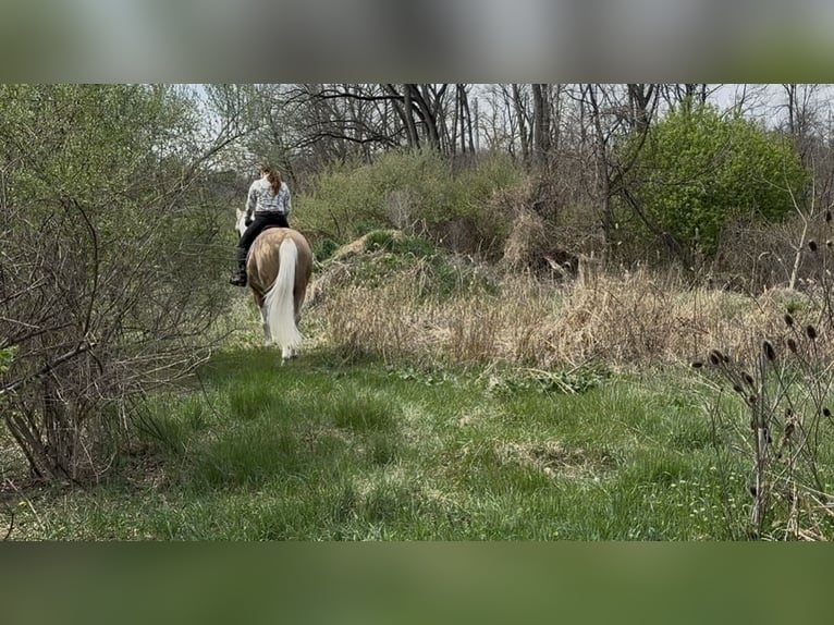 American Paint Horse Hongre 4 Ans Palomino in Grantville, PA